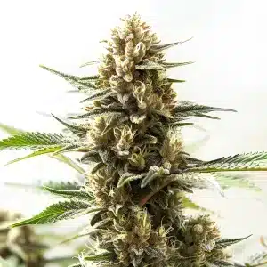 Plante de cannabis Northern Lights Kush Fast Version avec têtes givrées.
