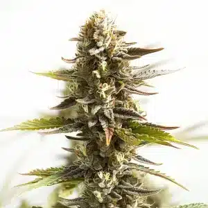 Plante de cannabis Northern Lights Mazar Auto avec des têtes compactes et résineuses