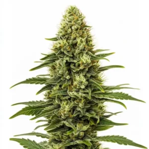 Tête de cannabis Northern Lights Regular avec des fleurs denses et givrées