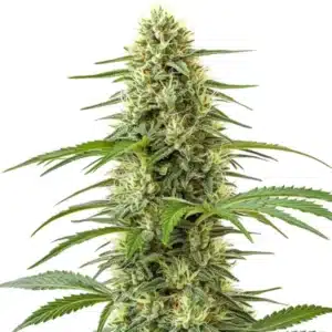 Croisement Northern Lights x Big Bud avec des fleurs lourdes et résineuses.