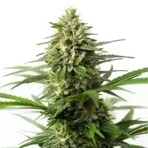 Bourgeon dense de Northern Lights x Big Bud Auto avec trichomes visibles et feuilles vert foncé.