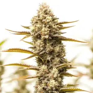 Plante de cannabis Northern Lights x Blueberry Auto avec des têtes résineuses colorées