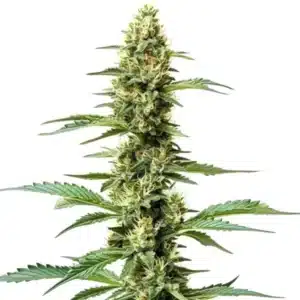 Croisement Northern Lights x Chronic avec des bourgeons allongés et trichomes brillants.