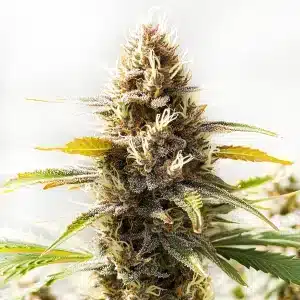 Plante de cannabis Northern Lights x Cinderella 99 avec des colas compacts et givrés.