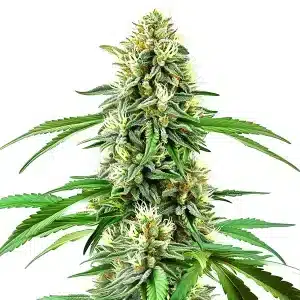 Plante de cannabis Northern Lights x Cream Auto avec des têtes compactes et givrées