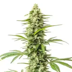 Plante de cannabis Northern Lights x Do-Si-Dos aux reflets violets et trichomes abondants.