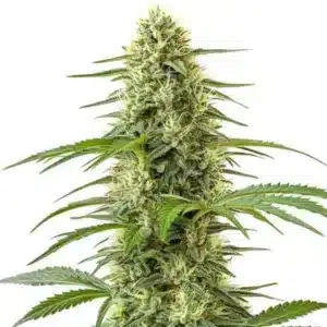 Gros plan d’un plant de cannabis Northern Lights x Skunk avec têtes résineuses et feuilles vertes.