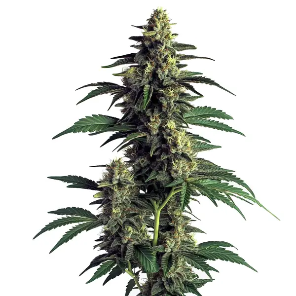 Northern Lights