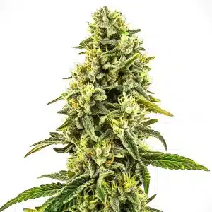 Plante de cannabis OG Kush CBD avec bourgeons compacts et résine abondante