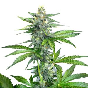 OG Kush Fast Version cannabis plant with dense resinous buds and earthy tones