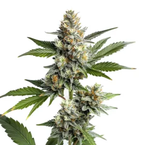 Plante de cannabis OG Kush Regular avec des fleurs couvertes de résine et des larges feuilles