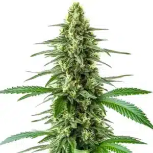 Gros plan d’un plant de cannabis OG Kush x Amnesia aux buds cristallisés et feuilles fines.