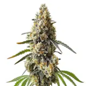 Plante de cannabis OG Kush x Diesel avec têtes résineuses et feuilles allongées.