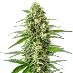 Gros plan d’une plante de cannabis OG Kush x Mazar avec buds couverts de trichomes.
