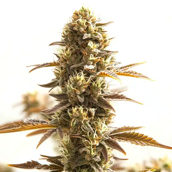 Orange Bud