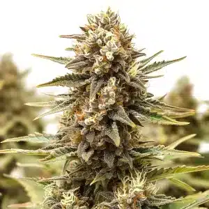 Tête de cannabis Orange Cake couverte de trichomes avec des feuilles sucrées aux tons orangés.