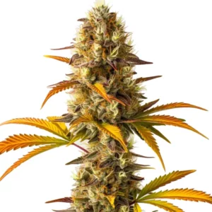 Plante de cannabis Orange Cookies avec fleurs aux reflets orange et verts.