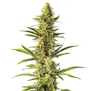 Gros plan d’un plant de cannabis Orange Cream avec têtes résineuses aux tons vifs.
