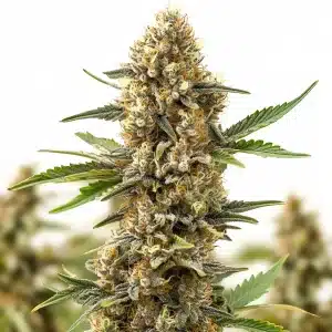 Plante de cannabis Orange Cream Auto avec fleurs denses couvertes de résine et pistils orangés