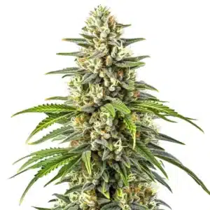 Gros plan d’un plant de cannabis Orange Kush avec des têtes résineuses et des nuances vertes et orangées.