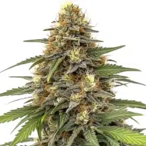 Plante de cannabis Orange Sherbet en pleine floraison, couverte de pistils orangés et de trichomes brillants.
