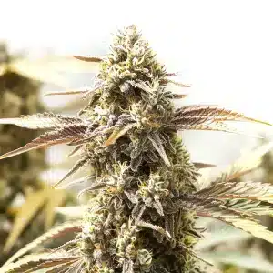 Cola de cannabis Orange Velvet x Cinderella 99 recouvert de trichomes et de pistils orangés.