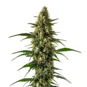 Plant de cannabis Orange x Skunk avec de grandes fleurs vertes et des reflets orangés.