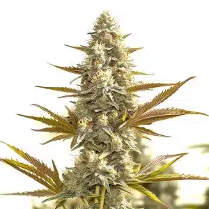 Plante de cannabis Oregon Peach avec des têtes compactes et des pistils aux tons pêche.