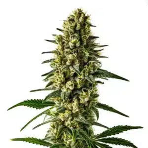 Plante de cannabis Oregon Underdawg, avec des têtes compactes et couvertes de résine.