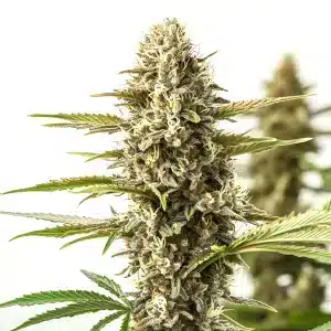 Gros plan sur un bourgeon de cannabis Orient Auto avec abondants trichomes et pistils blancs