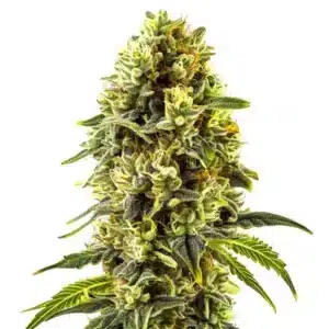 Plant de cannabis Original Cheese avec des fleurs résineuses et des pistils orangés.