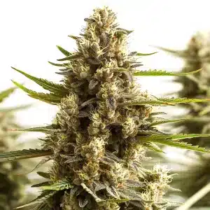 Plante de cannabis Original Clon avec une grande cola centrale et des têtes couvertes de trichomes.