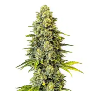 Plante de cannabis Original Glue en floraison, couverte de trichomes et de pistils lumineux.