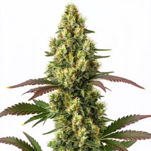 Gros plan d’un plant de cannabis Original Lemon Pie aux arômes citronnés et aux fleurs couvertes de résine.
