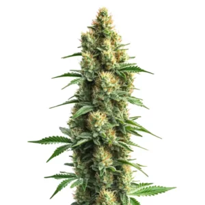 Plante de cannabis Orka en pleine floraison, avec de longs bourgeons verts et résineux.