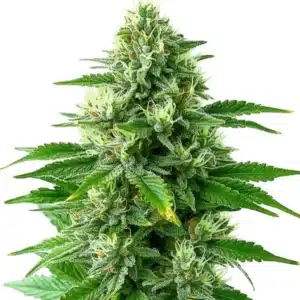 Tête compacte de cannabis POG avec résine brillante et pistils dorés.