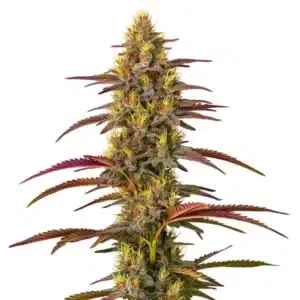 Grosse tête de cannabis Panama aux couleurs vives et pistils jaunes sous lumière naturelle