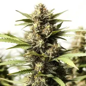 Papas Candy Regular cannabis, bourgeon serré couvert de trichomes sucrés