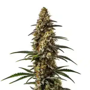 Plante de cannabis Papaya avec des bourgeons denses et résineux aux teintes orangées