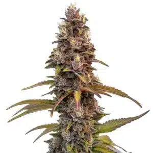 Sommet de cannabis Peachez aux tons violets et orangés avec une forte production de trichomes