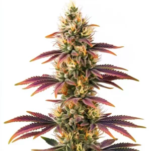Plante de cannabis Peyote Cookies aux couleurs vives avec des bourgeons compacts