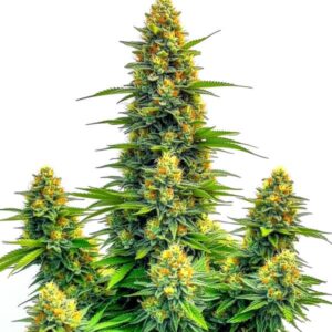 Pineapple Auto cannabis plant with golden resin-coated buds and tropical appearance.