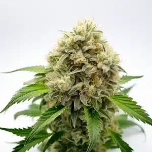 Pineapple Fruz cannabis plant with chunky resin-coated buds and tropical green leaves.