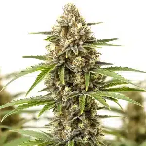 Fleur de cannabis Pineapple Haze avec des têtes aérées et des pistils aux tons ananas.