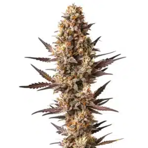 Bourgeon dense de Pineapple Kush avec trichomes brillants, pistils orange et feuilles pourpres.