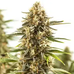 Pineapple Kush Regular cannabis, tête résineuse aux arômes tropicaux