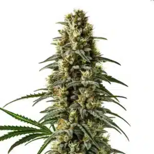 Plante de cannabis Pineapple Skunk Regular avec des têtes denses et des feuilles vertes vives