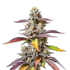 Plante de cannabis Pink Gorilla aux bourgeons compacts et résineux