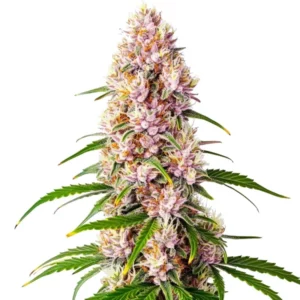Gros plan d’une plante de cannabis Pink Plant aux couleurs violettes et orangées