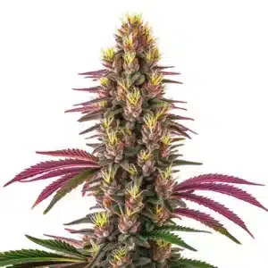 Plante de cannabis Pink Rozay avec des têtes colorées et cristallisées